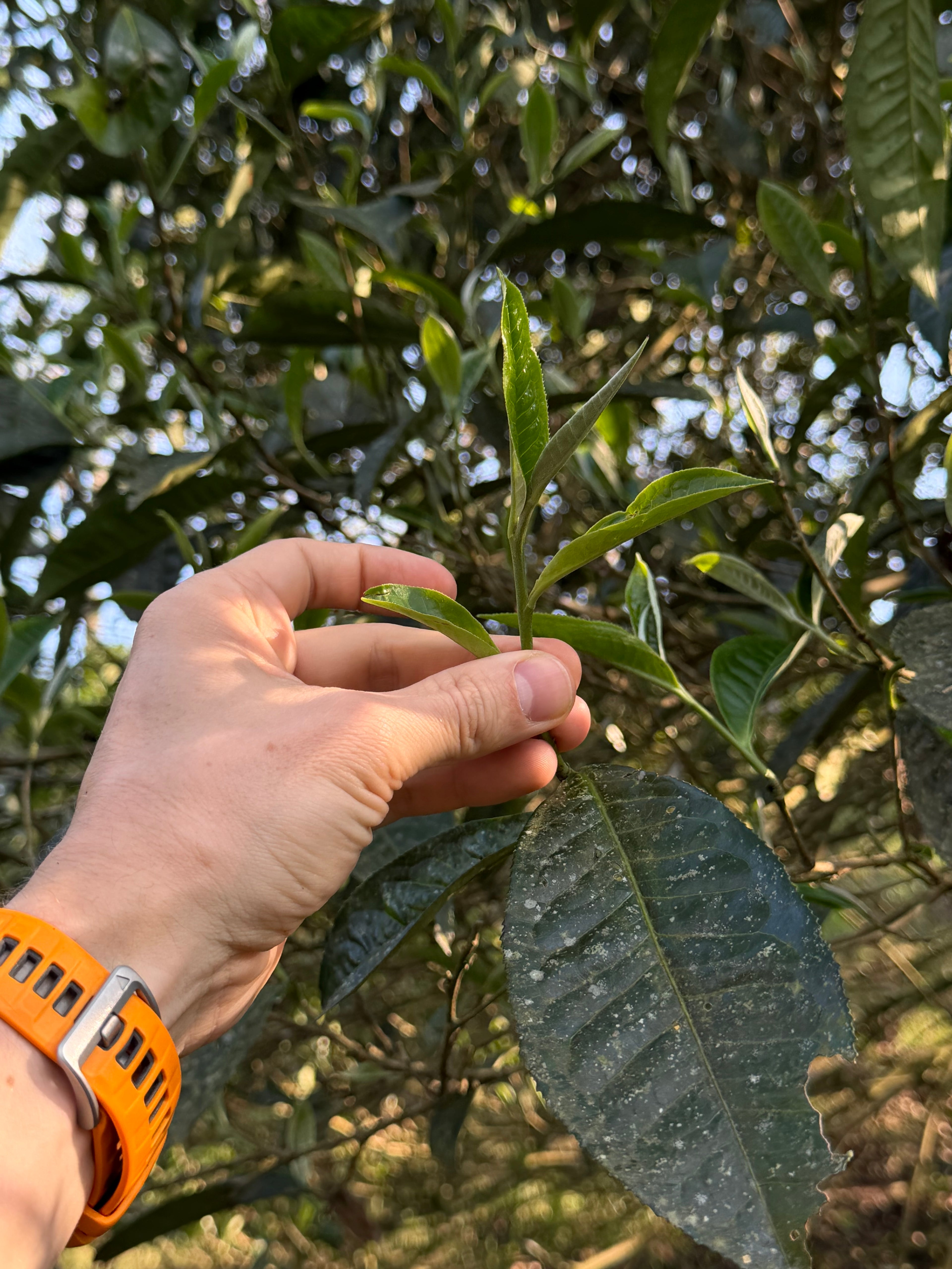 Raw Gushu Puerh Y Tý, Spring 2026