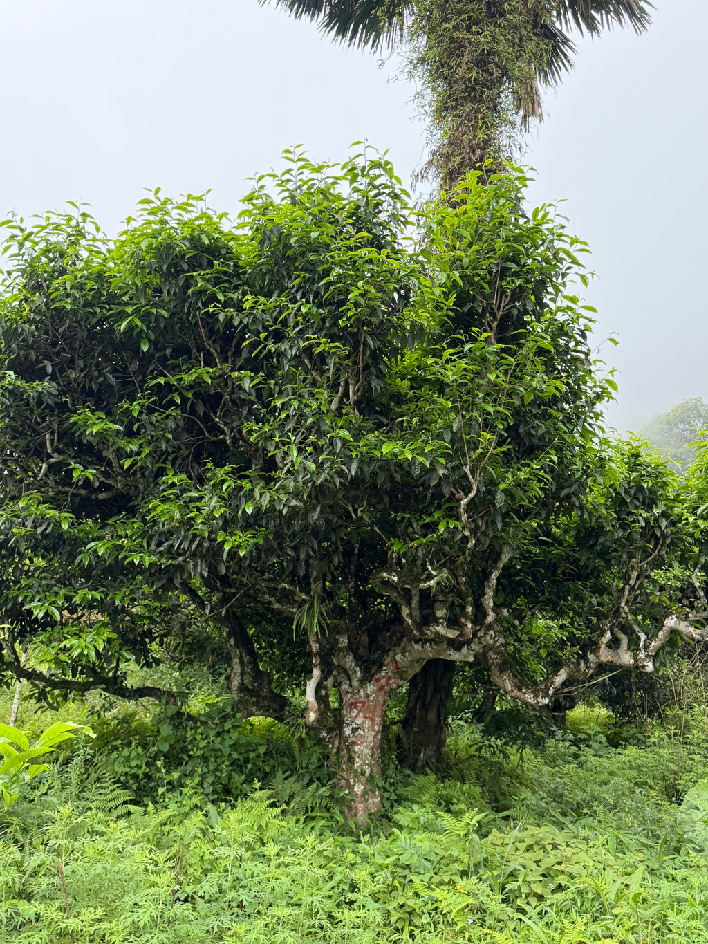 Raw Gushu Puerh Cao Bồ, Red Zao Village, Spring 2026
