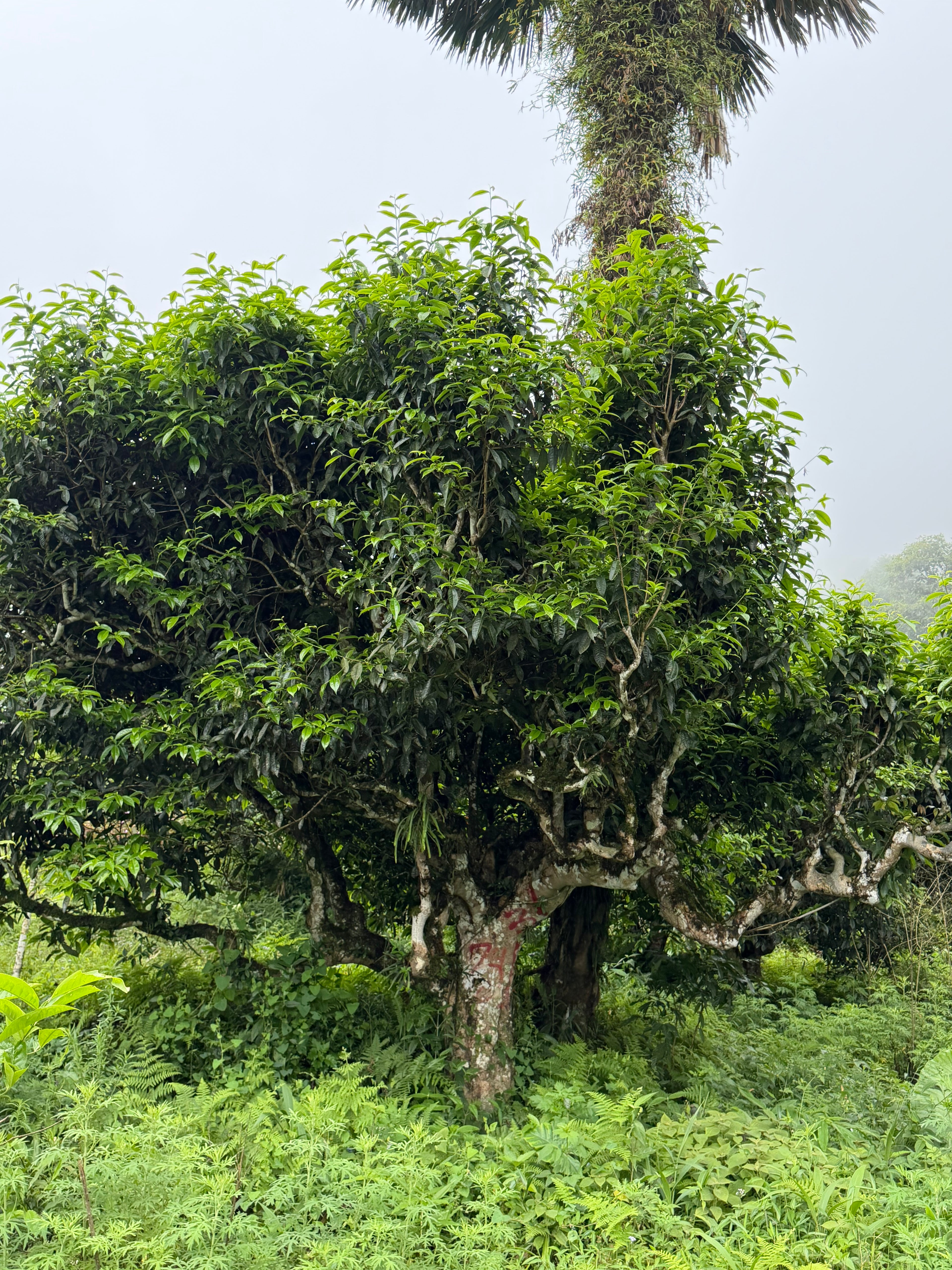 Raw Gushu Puerh Cao Bồ, Red Zao Village, Spring 2026