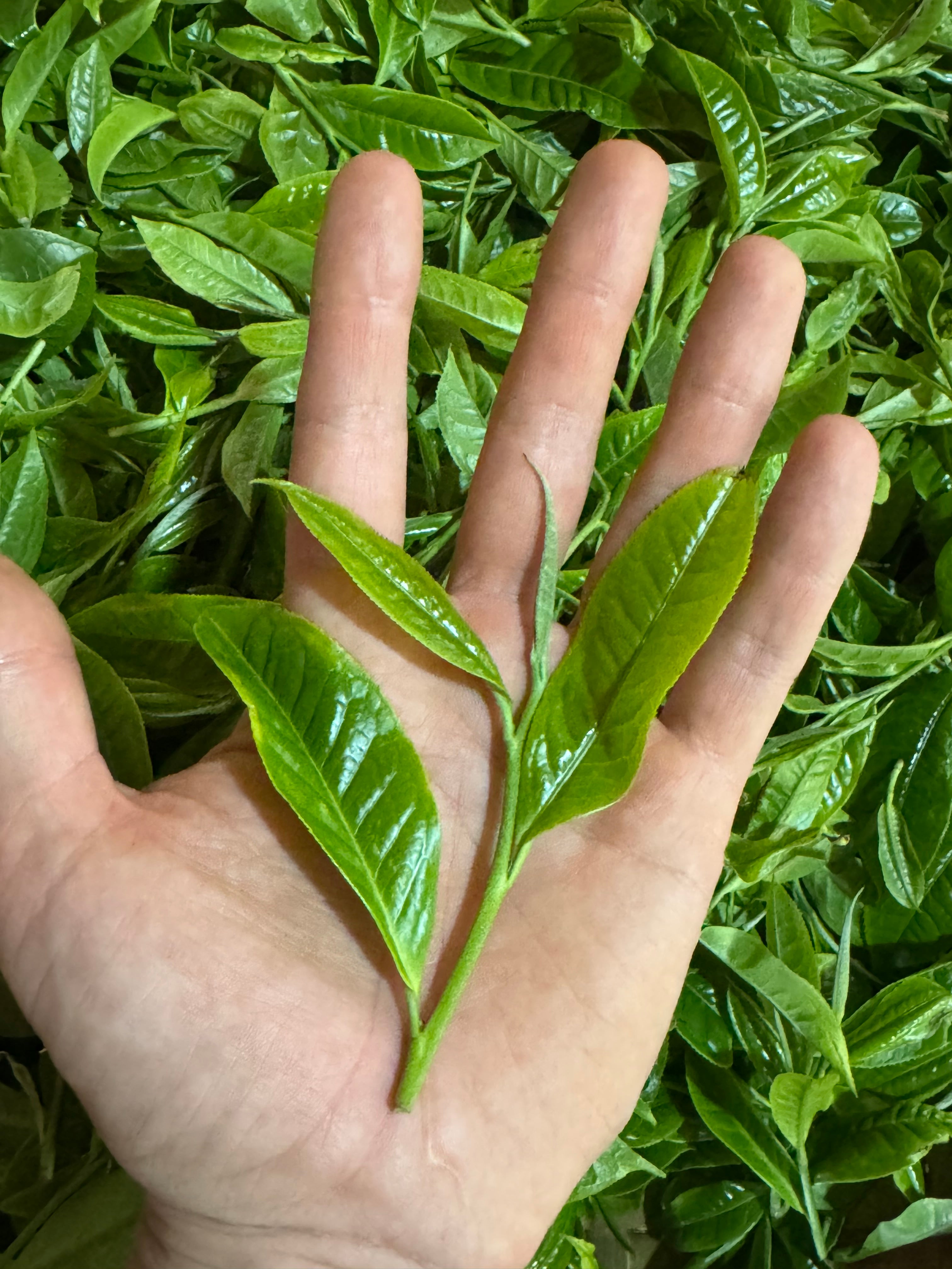 Raw Gushu Puerh Tủa Chùa, Spring 2026