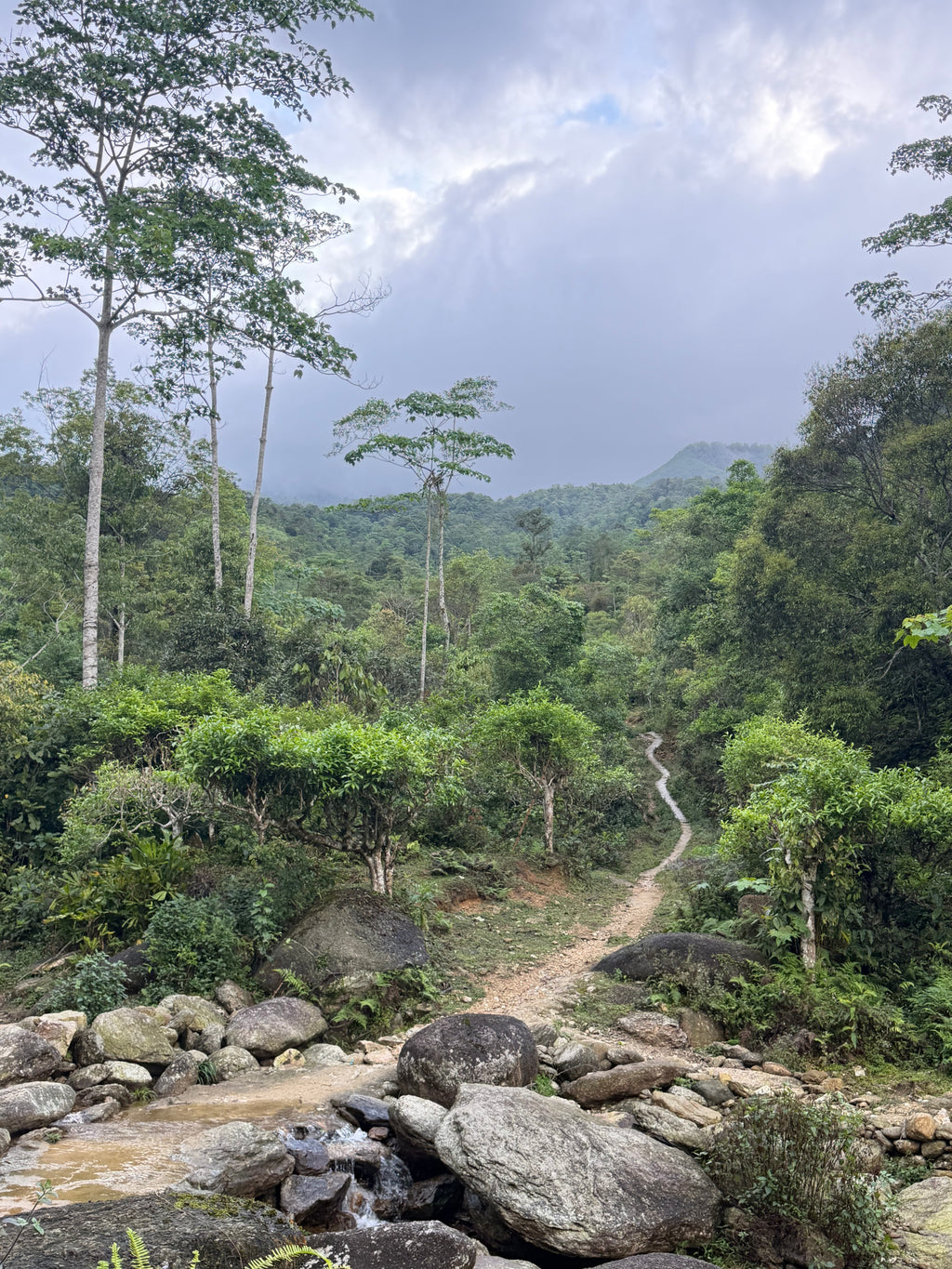Raw Gushu Puerh Cao Bồ, Red Zao Village, Spring 2026