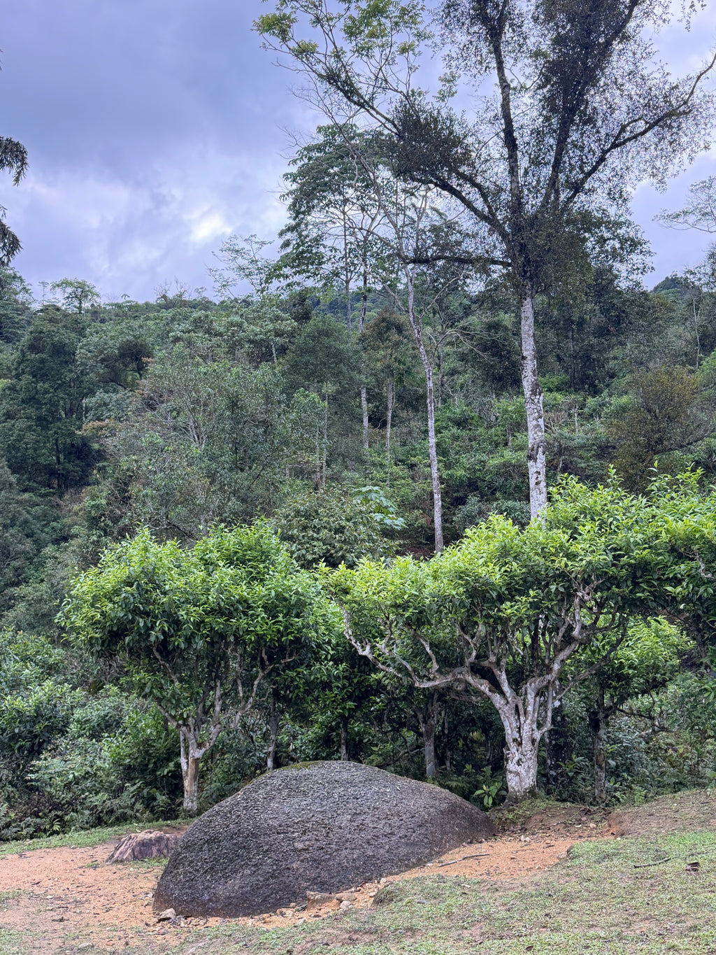 Raw Gushu Puerh Cao Bồ, Red Zao Village, Spring 2026