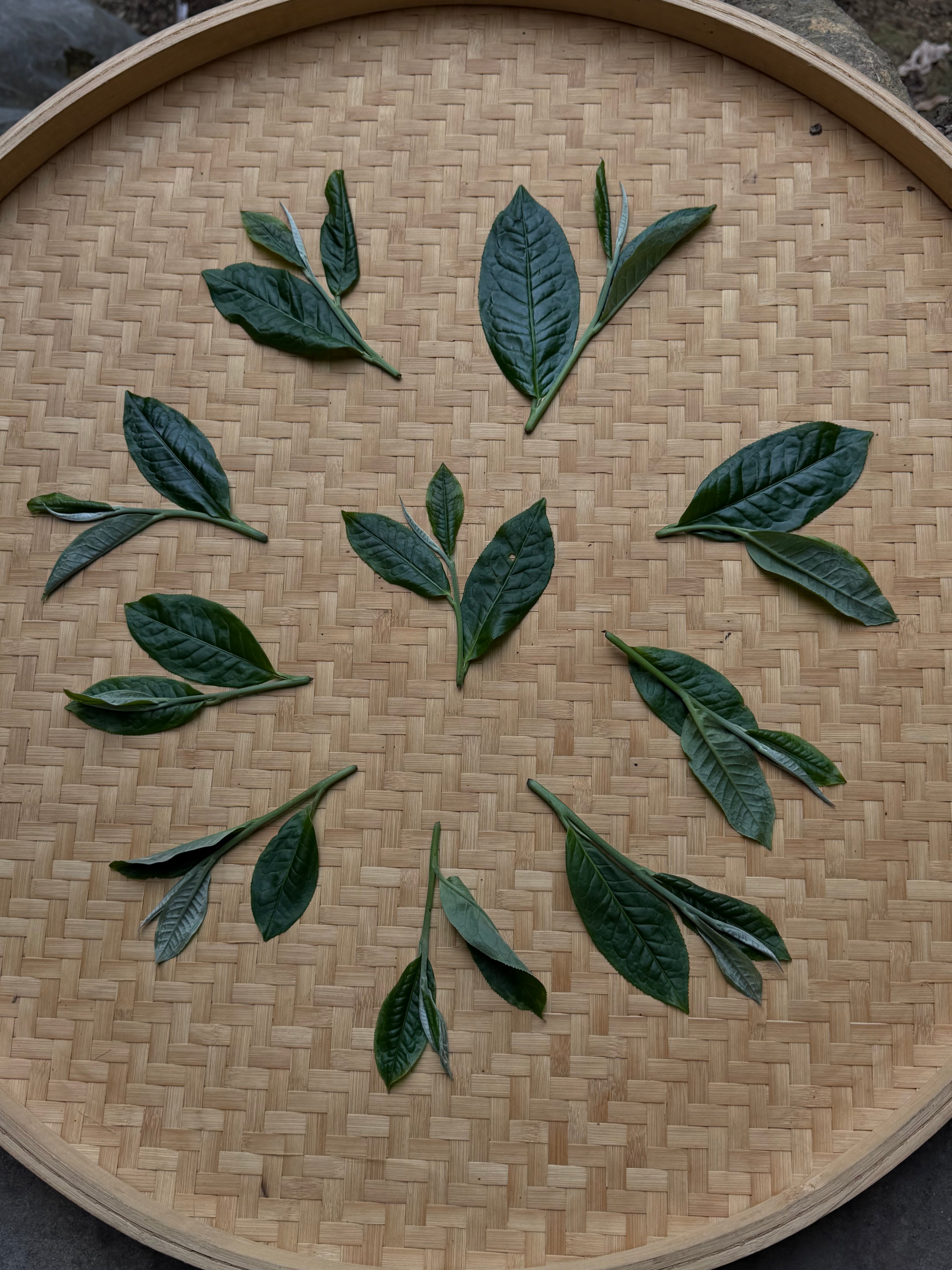 Raw Gushu Puerh Y Tý, Spring 2026