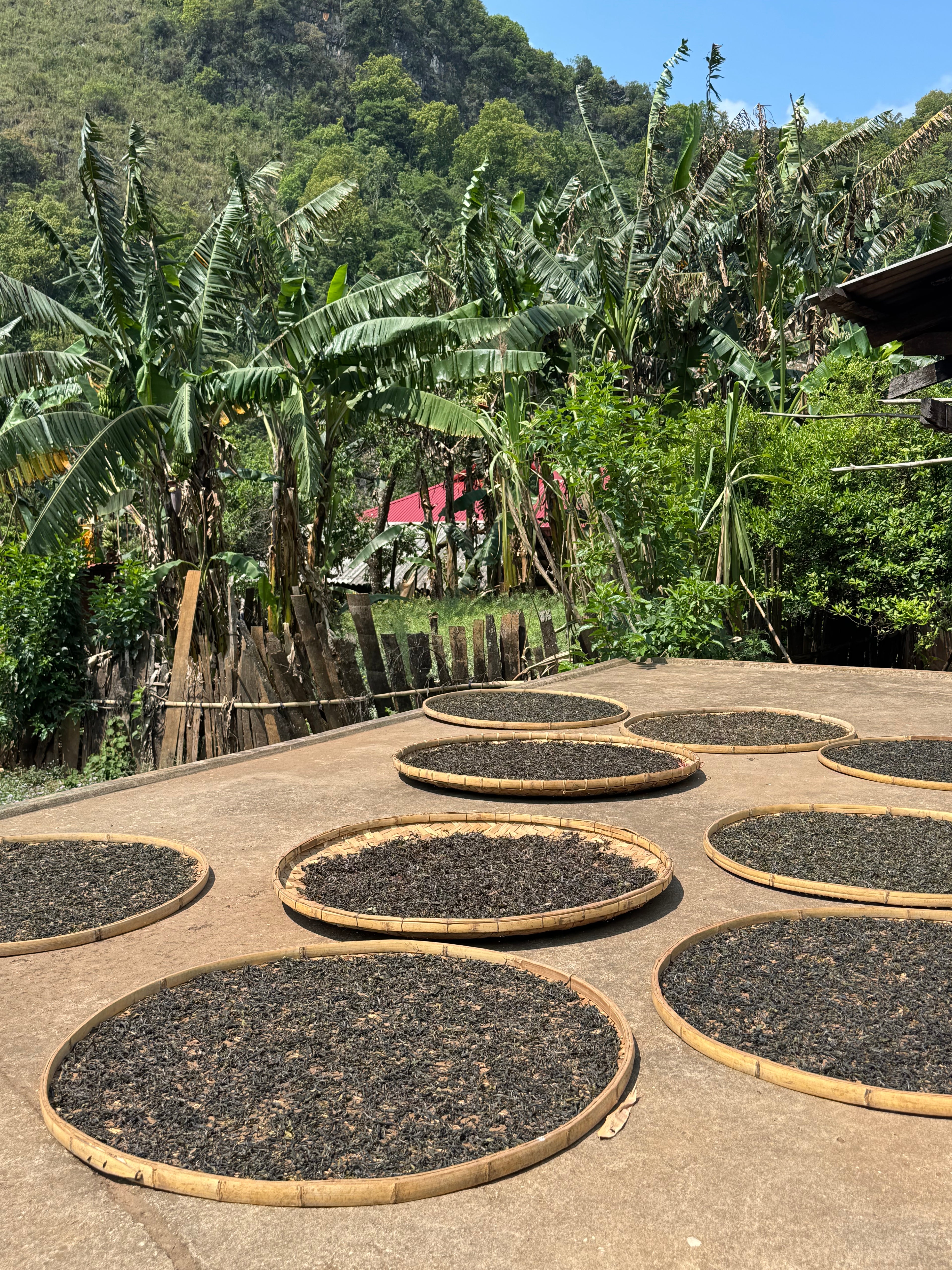 Raw Gushu Puerh Tủa Chùa, Spring 2026