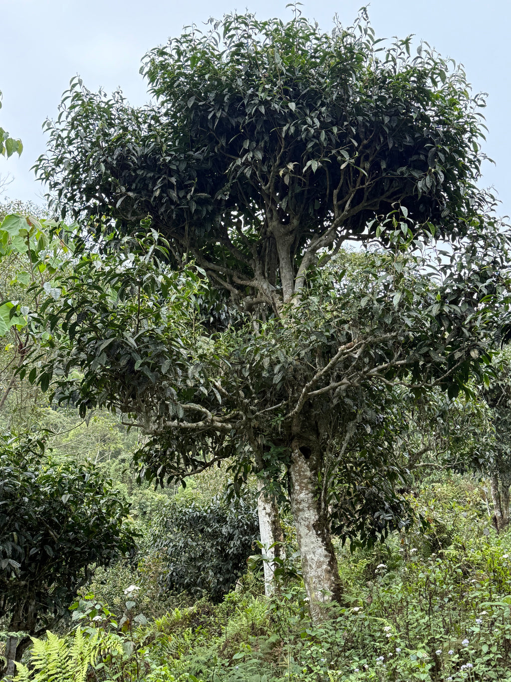 Raw Gushu Puerh Cao Bồ, Spring 2022