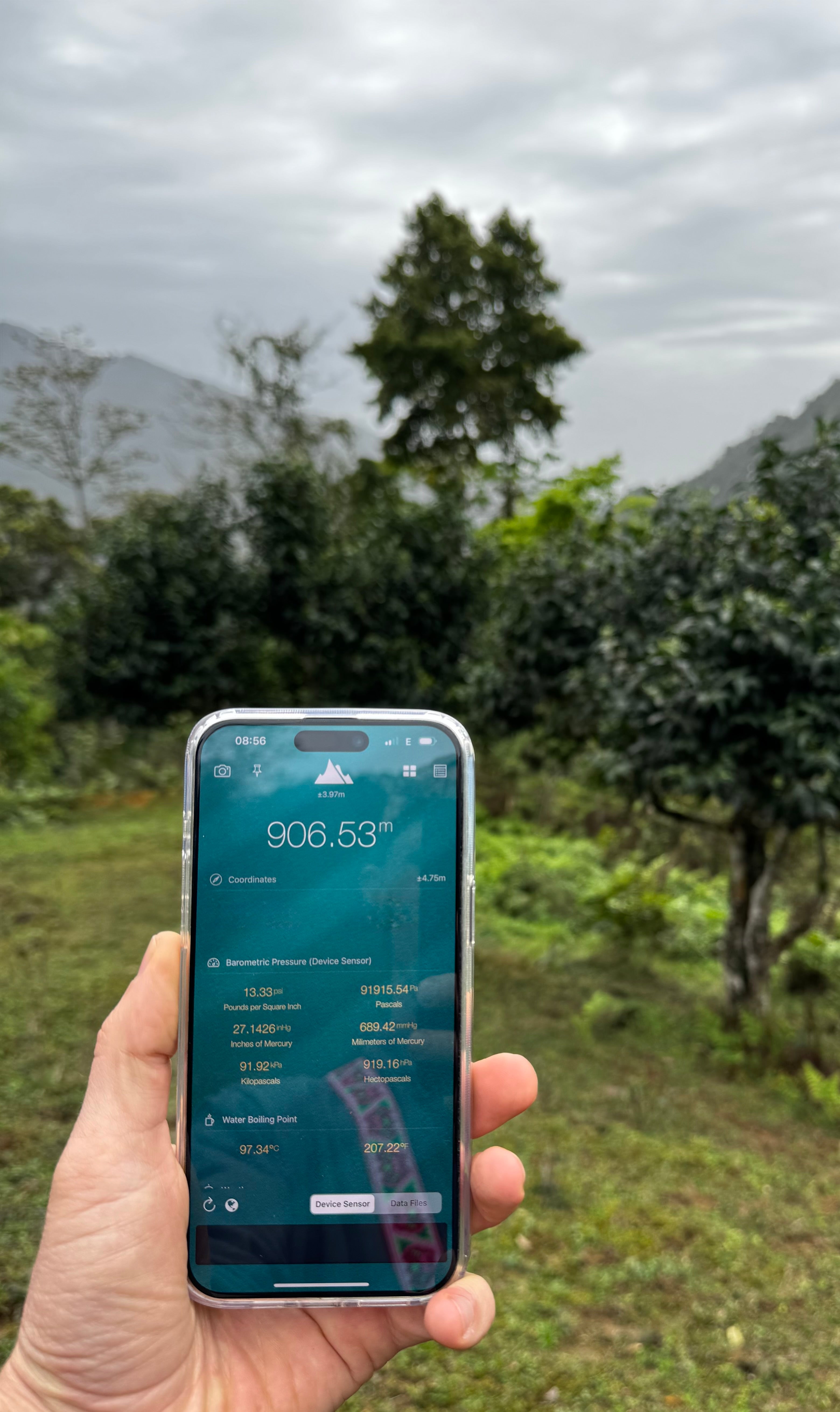 Raw Gushu Puerh Cao Bồ, Spring 2022