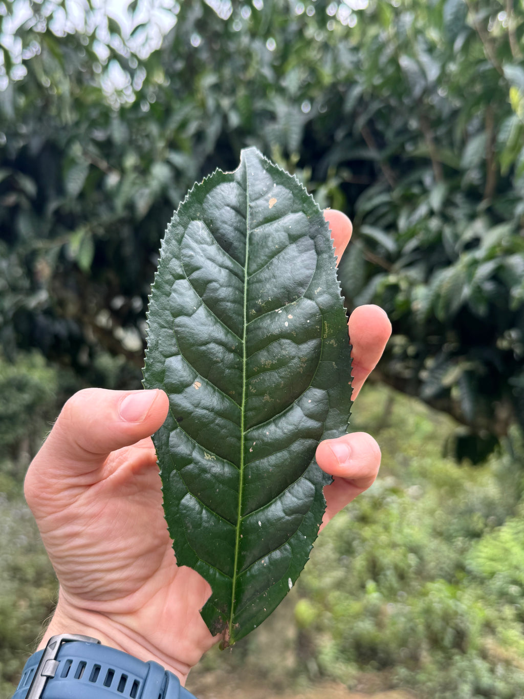 Raw Gushu Puerh Cao Bồ, Spring 2022