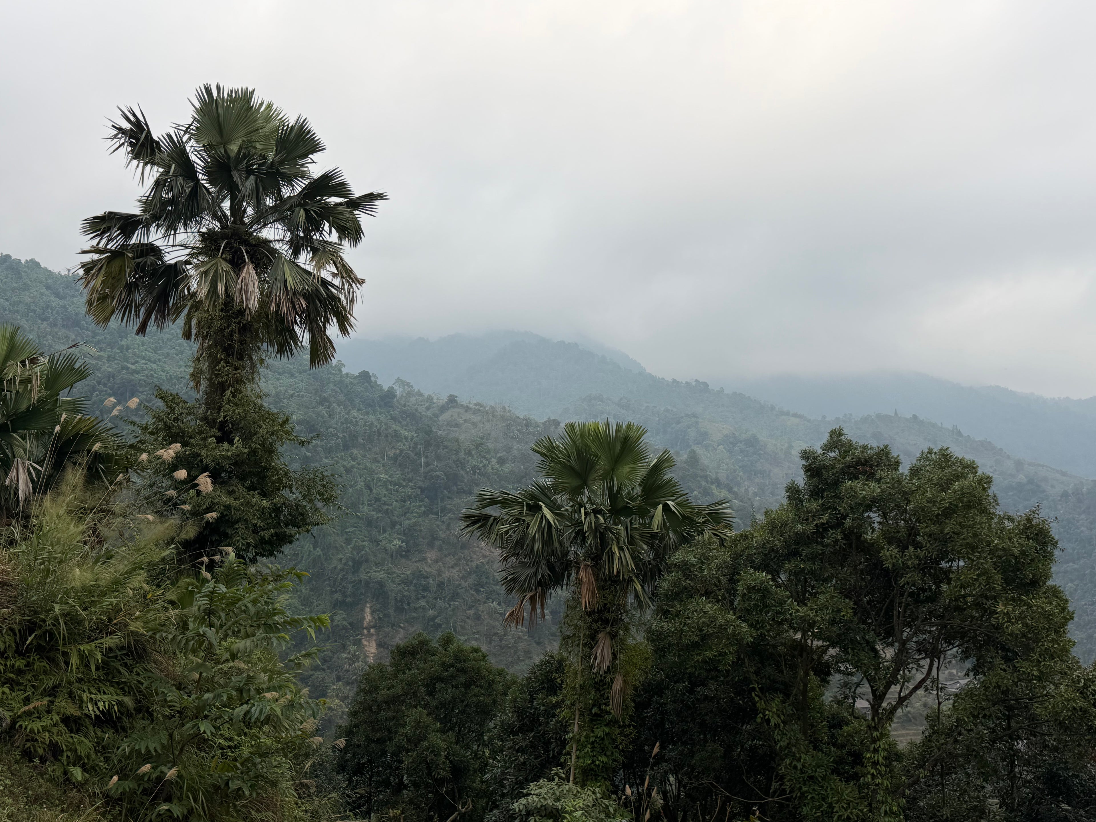 Dragon Claw Tea, Hà Giang, Winter 2026