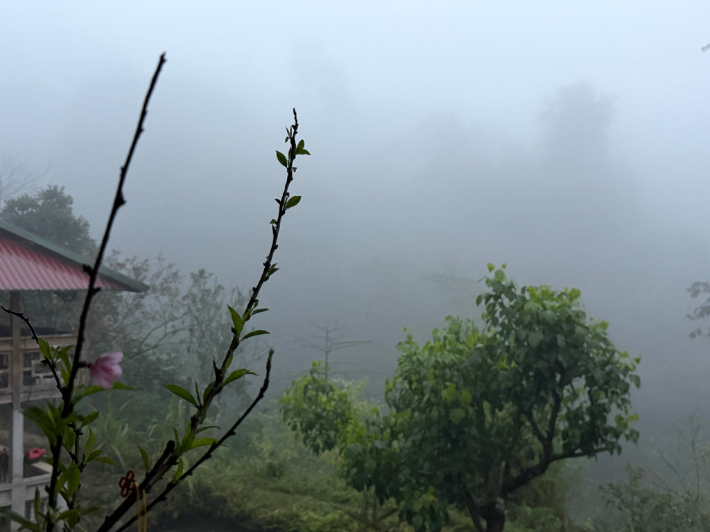 Dragon Claw Tea, Hà Giang, Winter 2026