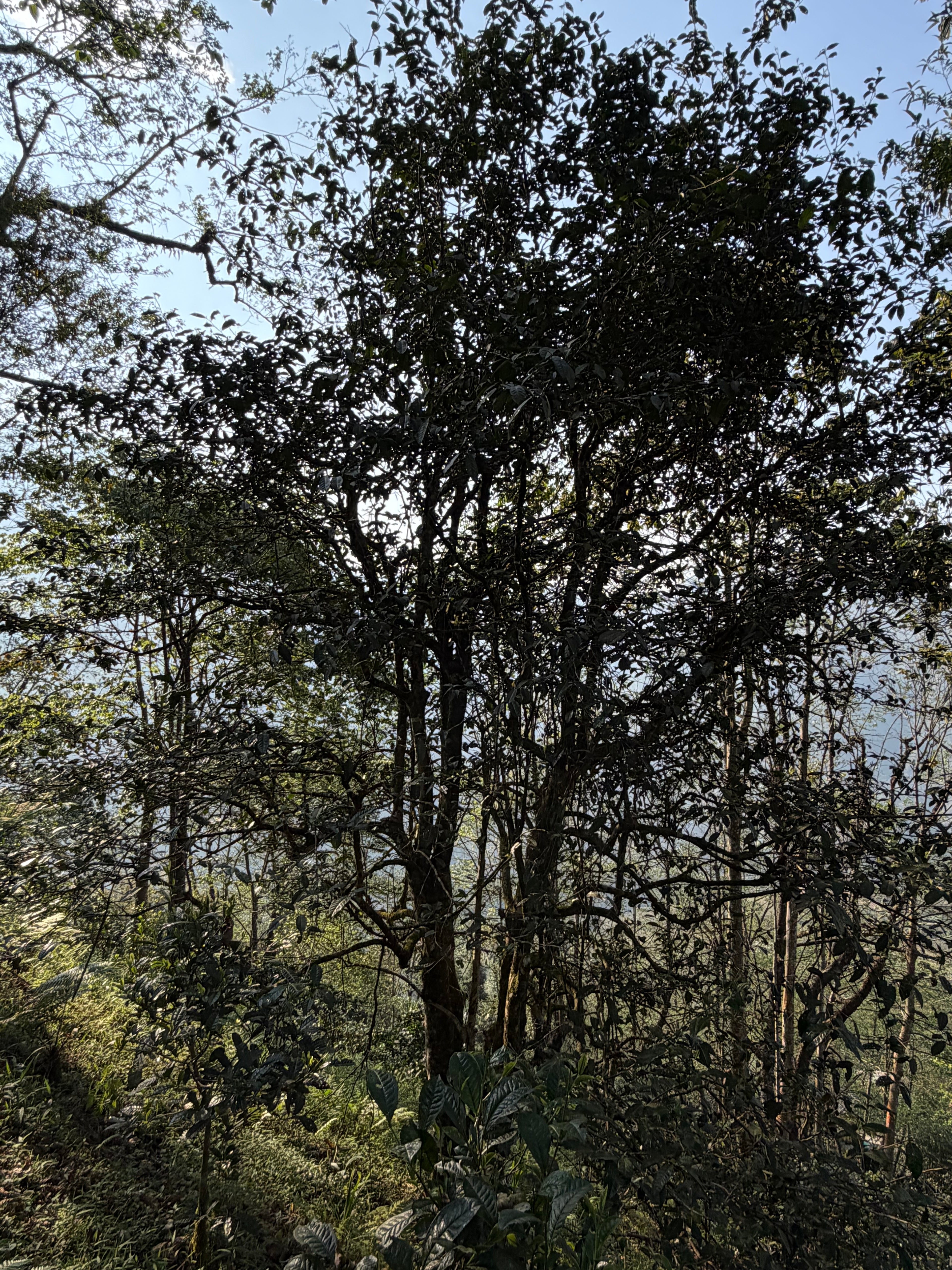 Loose leaf Raw Gushu Puerh Y Tý, Spring 2026, Deep Mountain Sweetness