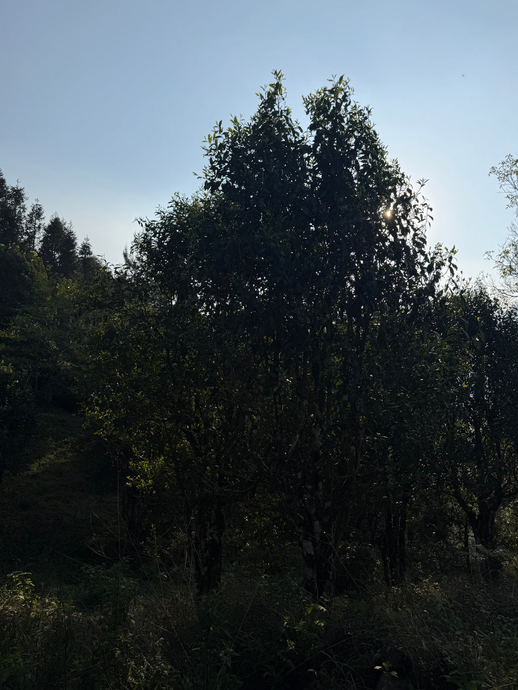 Raw Gushu Puerh Y Tý, Spring 2025
