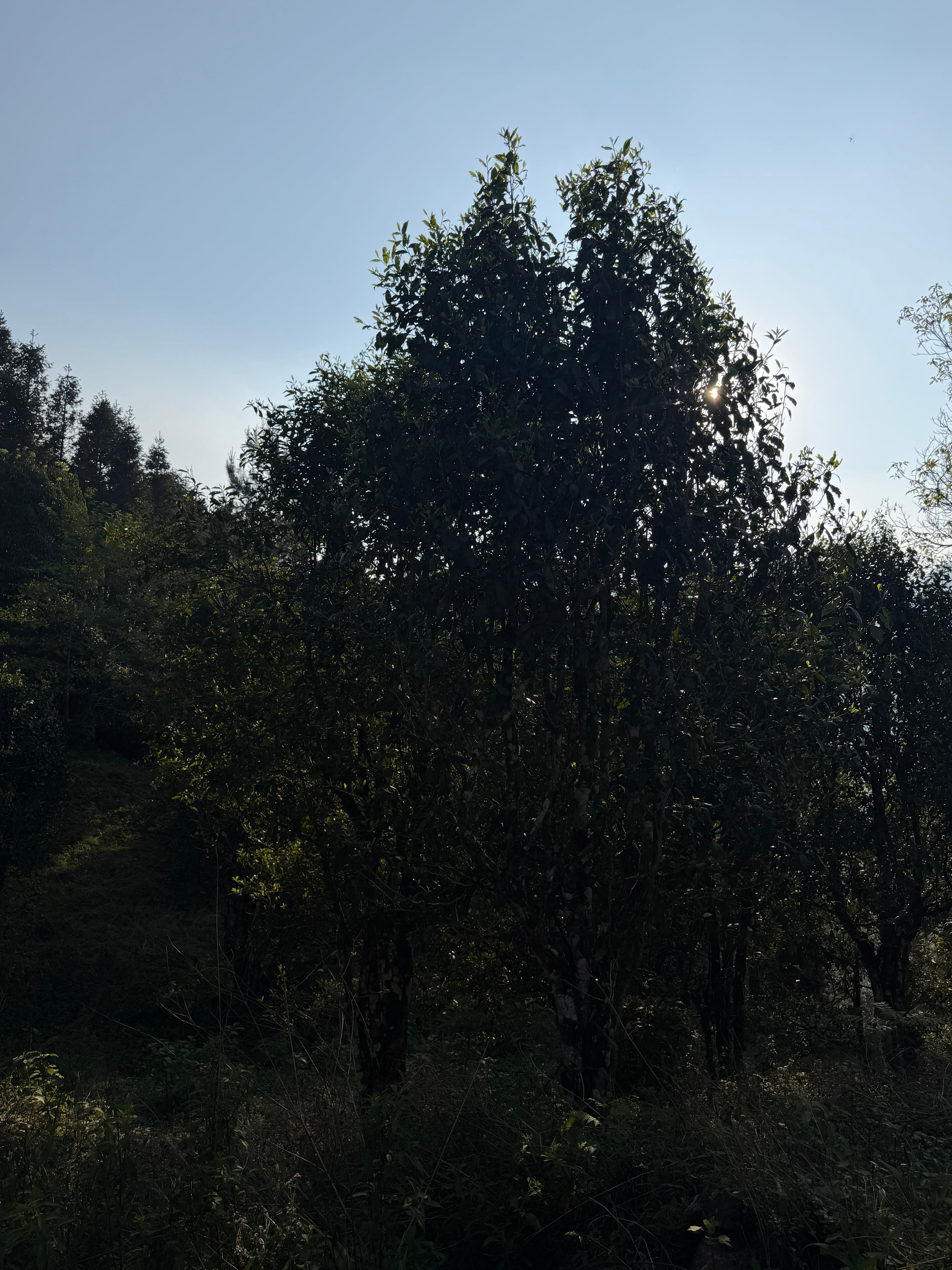 Raw Gushu Puerh Y Tý, Spring 2025