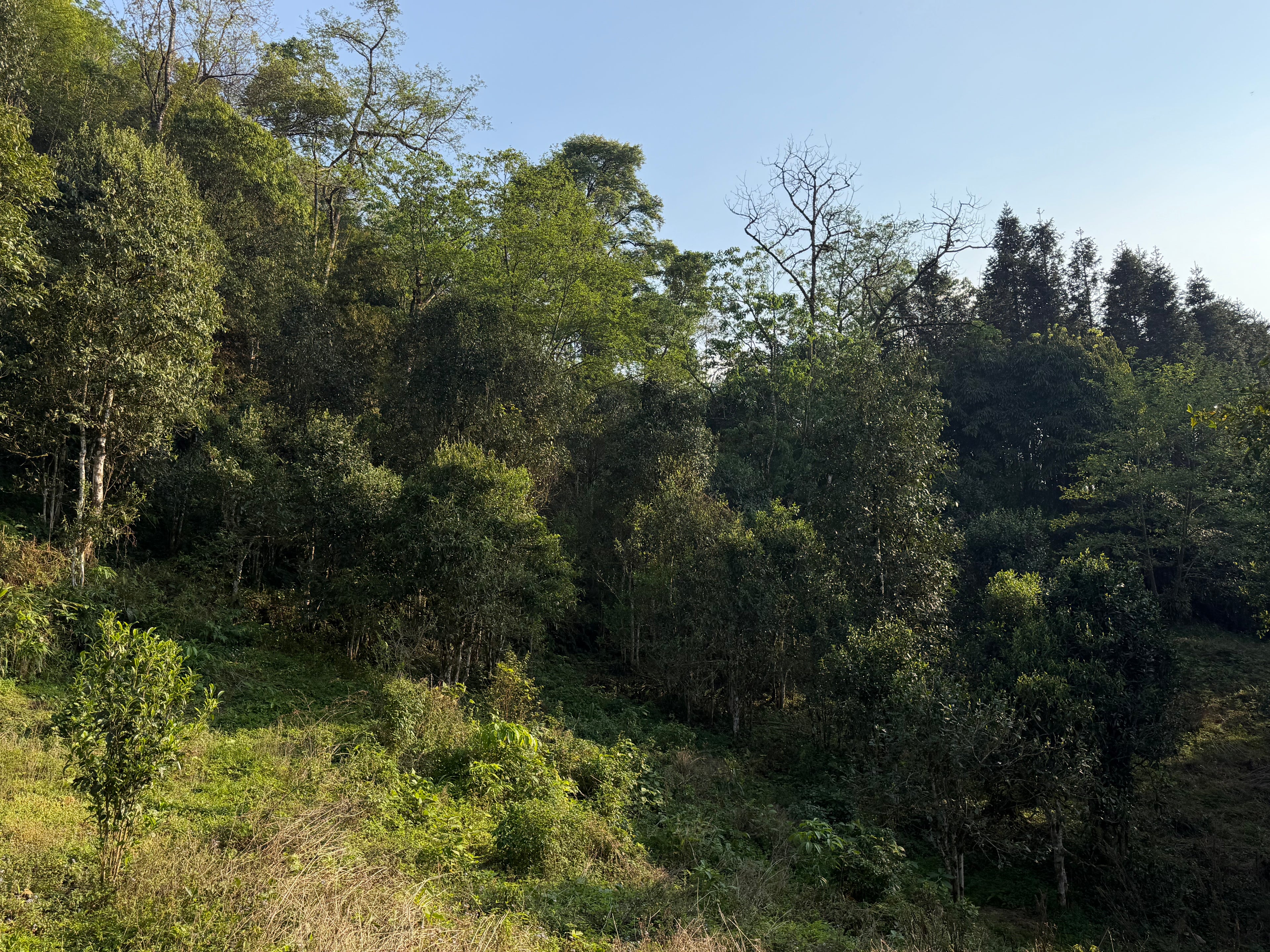 Loose leaf Raw Gushu Puerh Y Tý, Deep Mountain Strength, Spring 2026