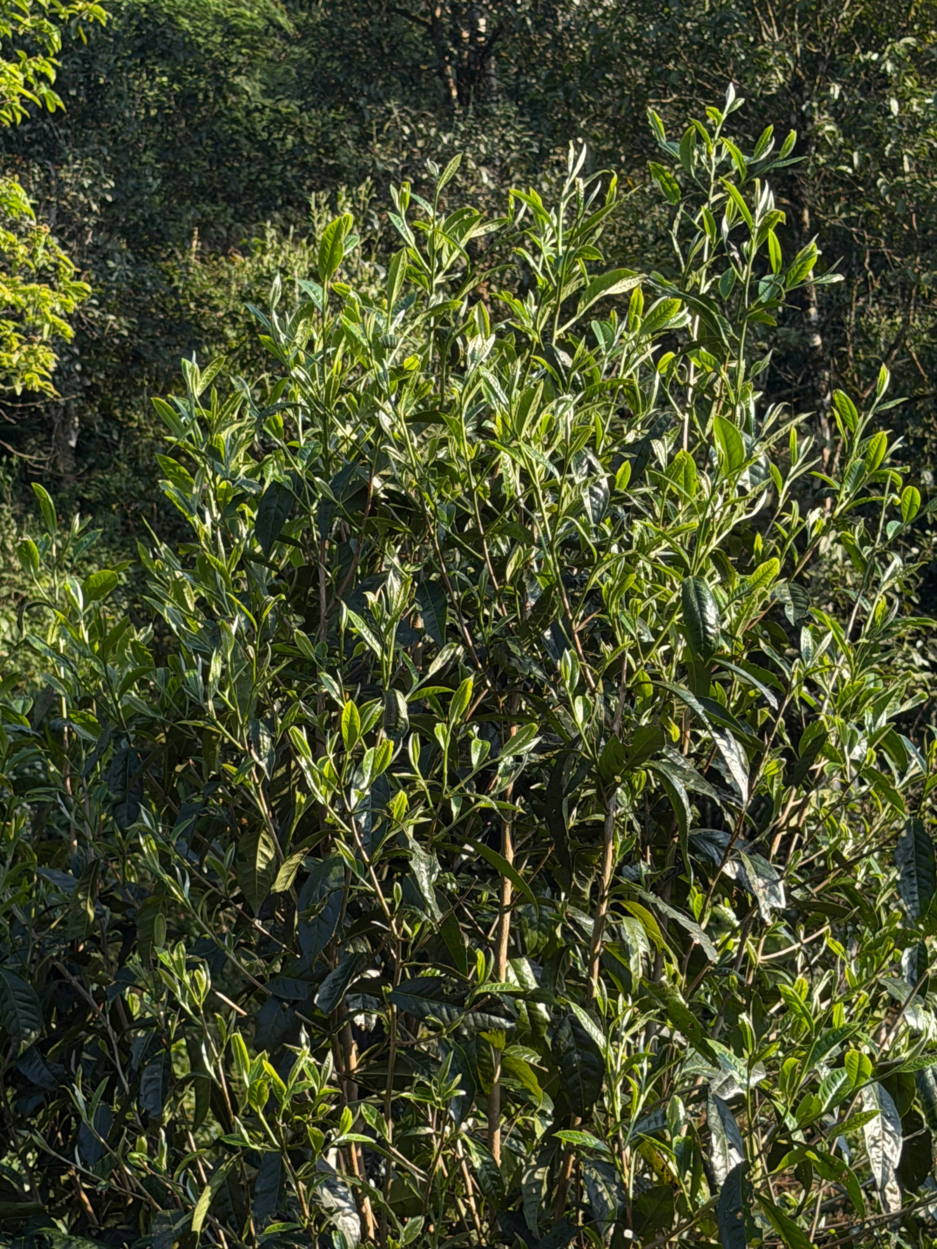 Black Tea Y Tý, Spring 2026
