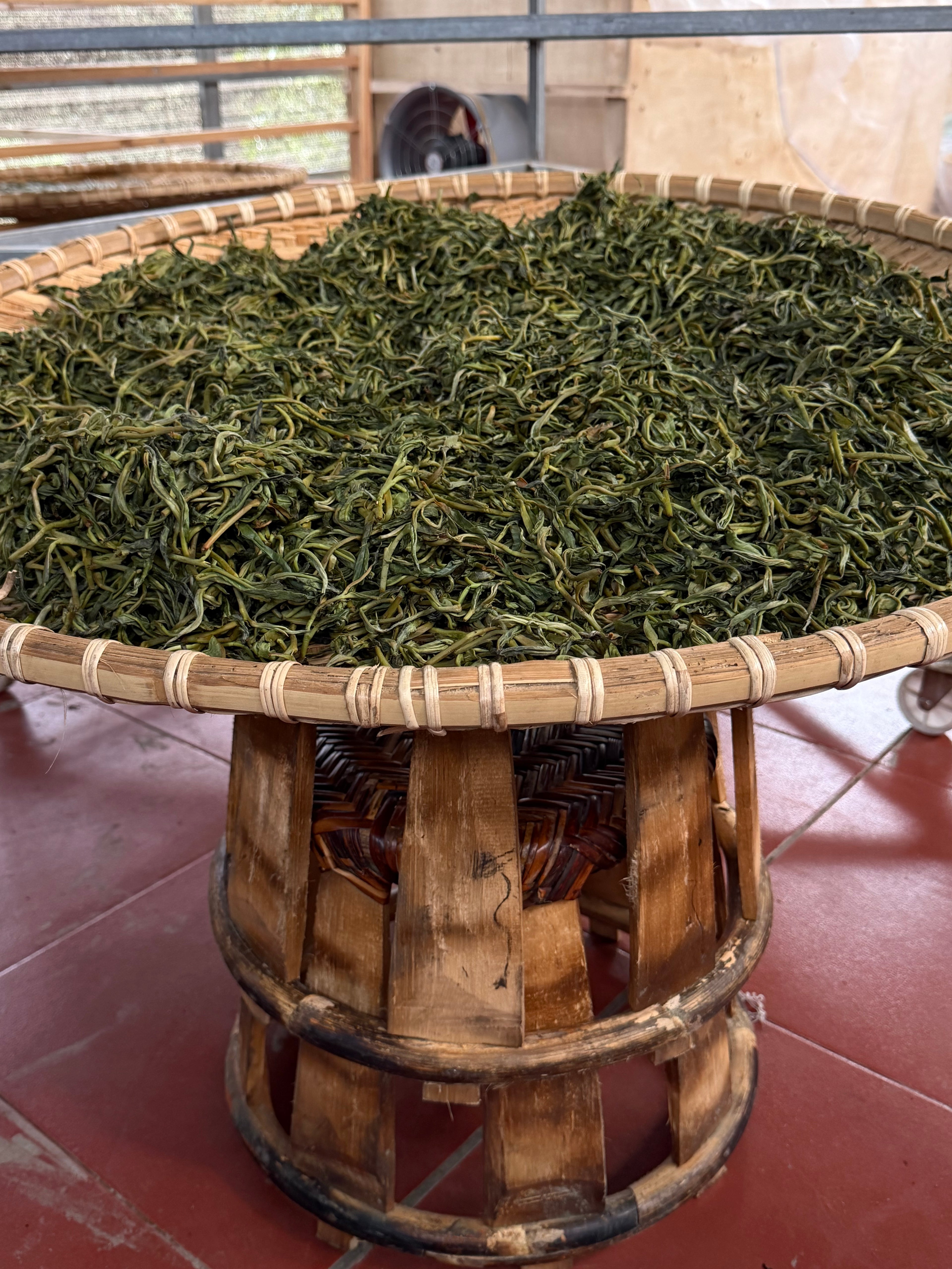 Loose leaf Raw Gushu Puerh Y Tý, Spring 2026, Deep Mountain Sweetness