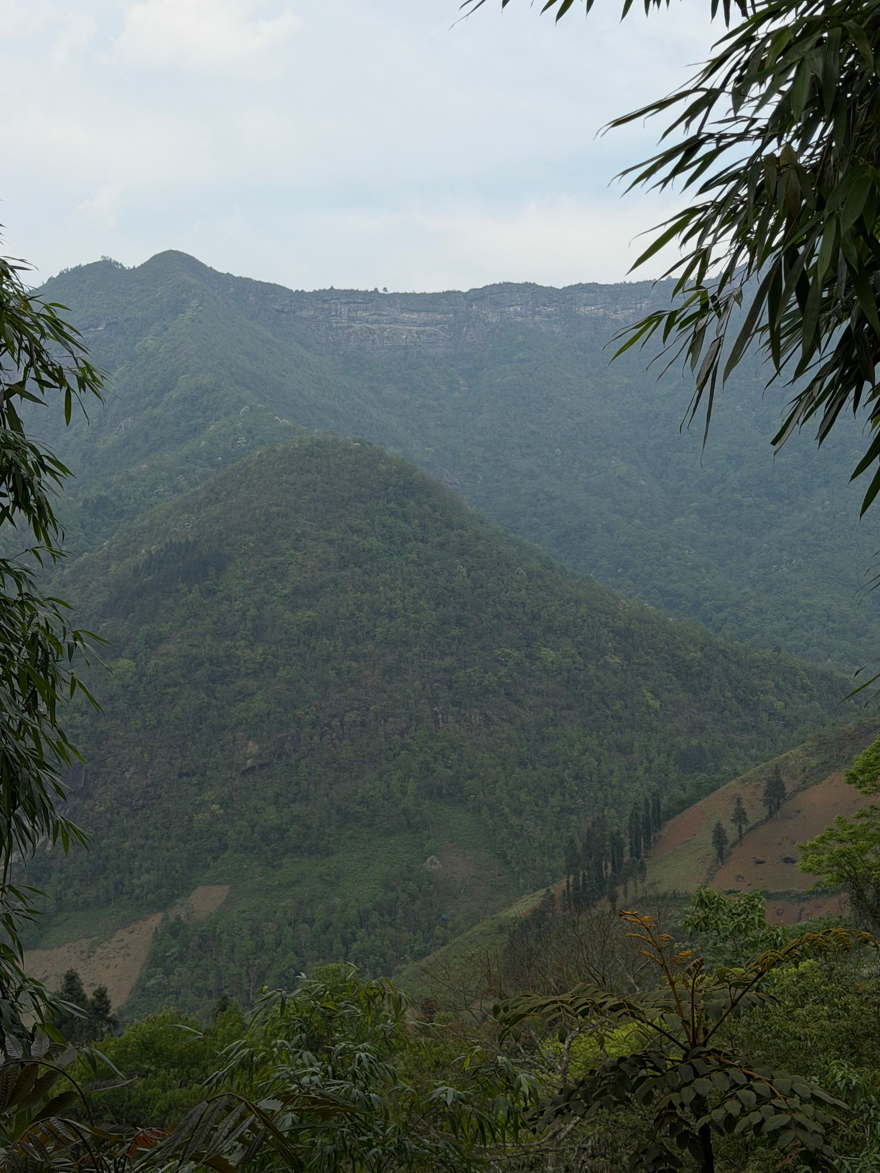 Loose leaf Raw Gushu Puerh Y Tý, Deep Mountain Strength, Spring 2026