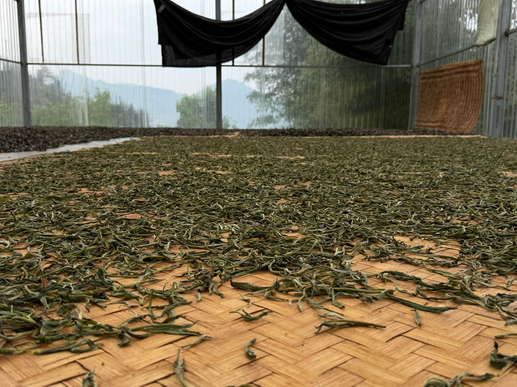 Loose leaf Raw Gushu Puerh Y Tý, Deep Mountain Strength, Spring 2026