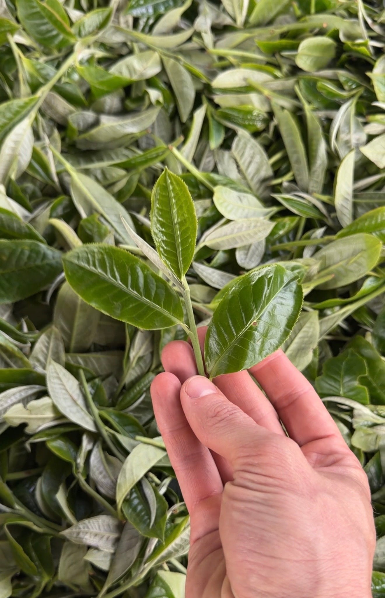 Raw Gushu Puerh Y Tý, Spring 2025