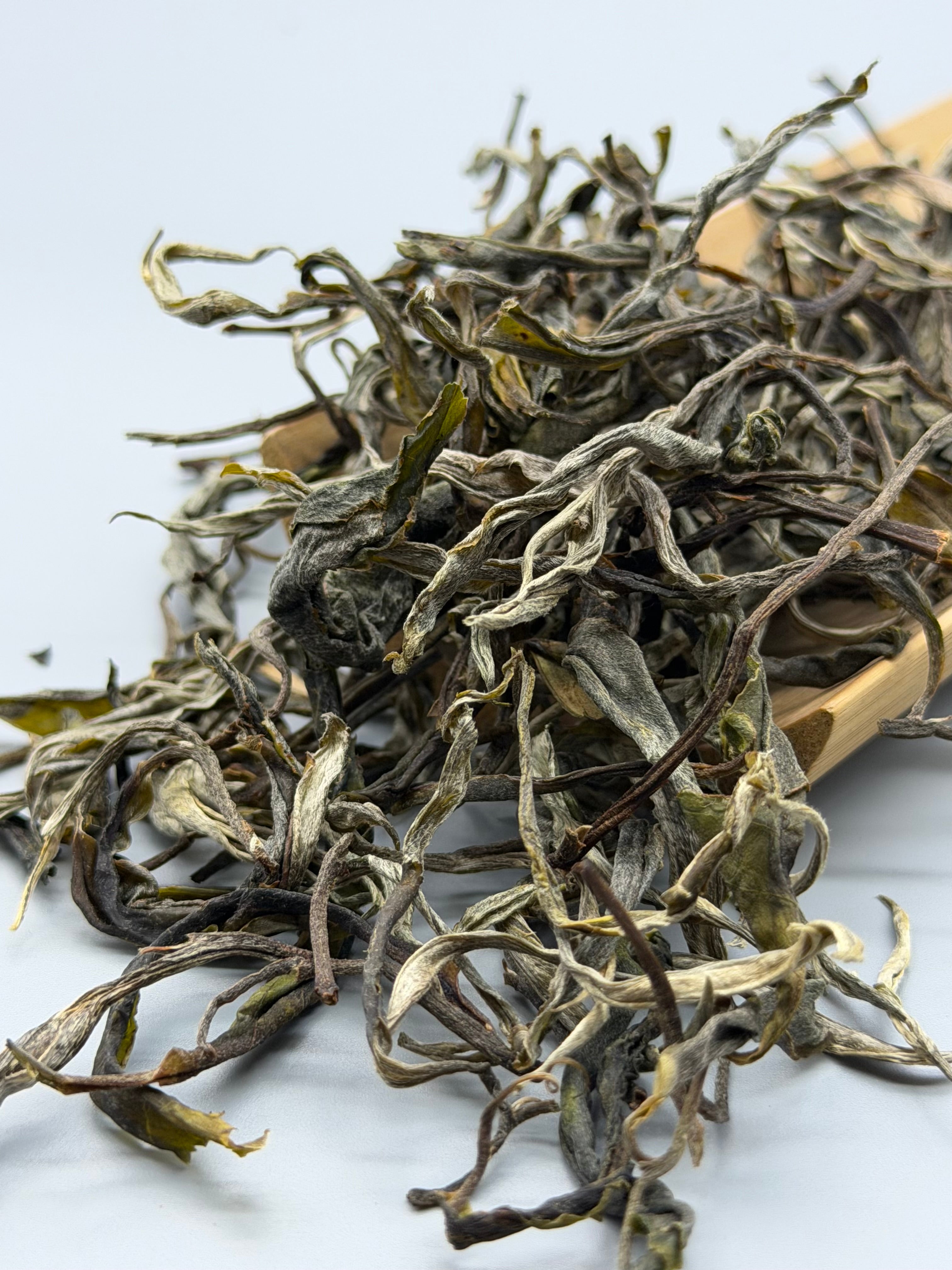 Loose leaf Raw Gushu Puerh Y Tý, Deep Mountain Strength, Spring 2026