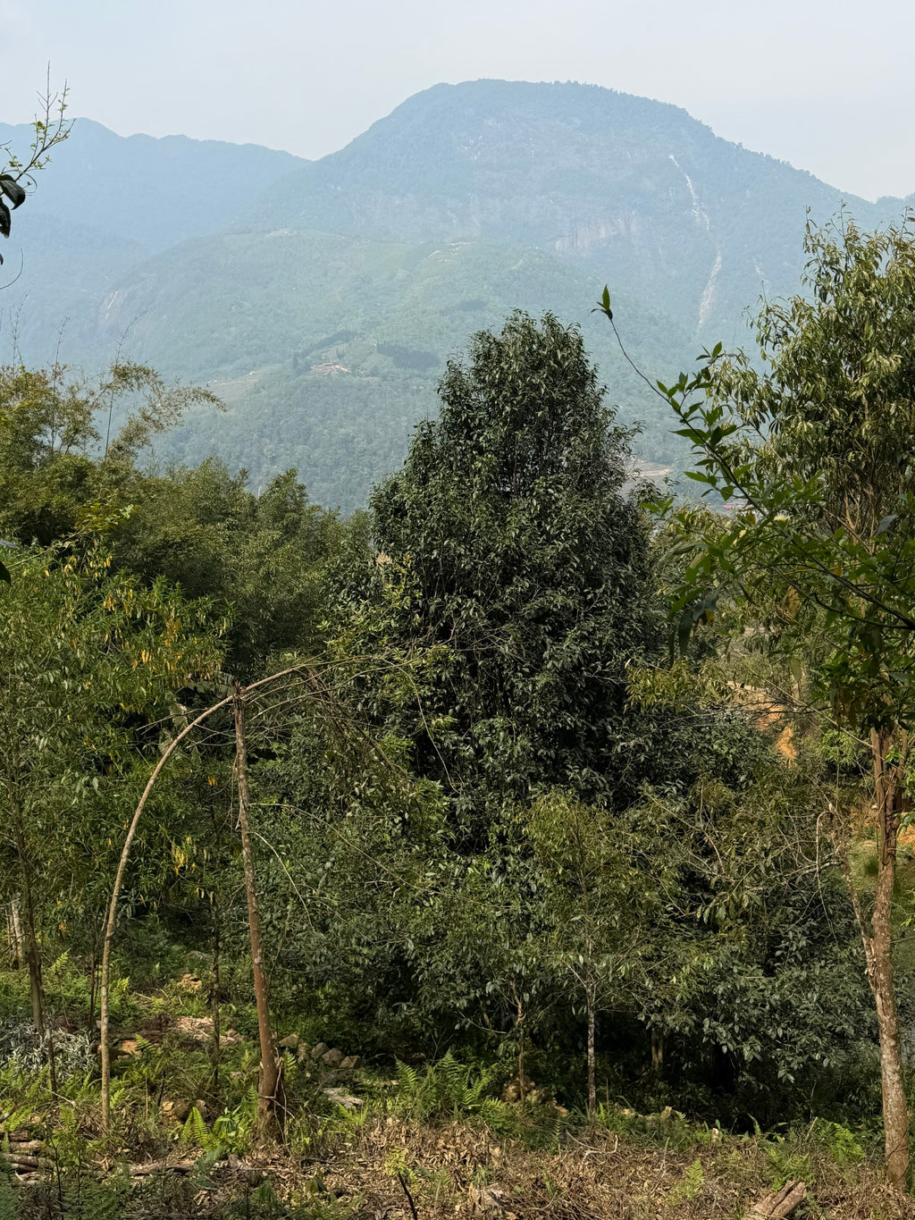 Single Tree Raw Gushu Puerh Y Tý, Spring 2025