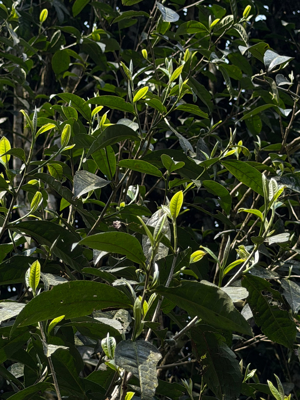 Single Tree Raw Gushu Puerh Y Tý, Spring 2025