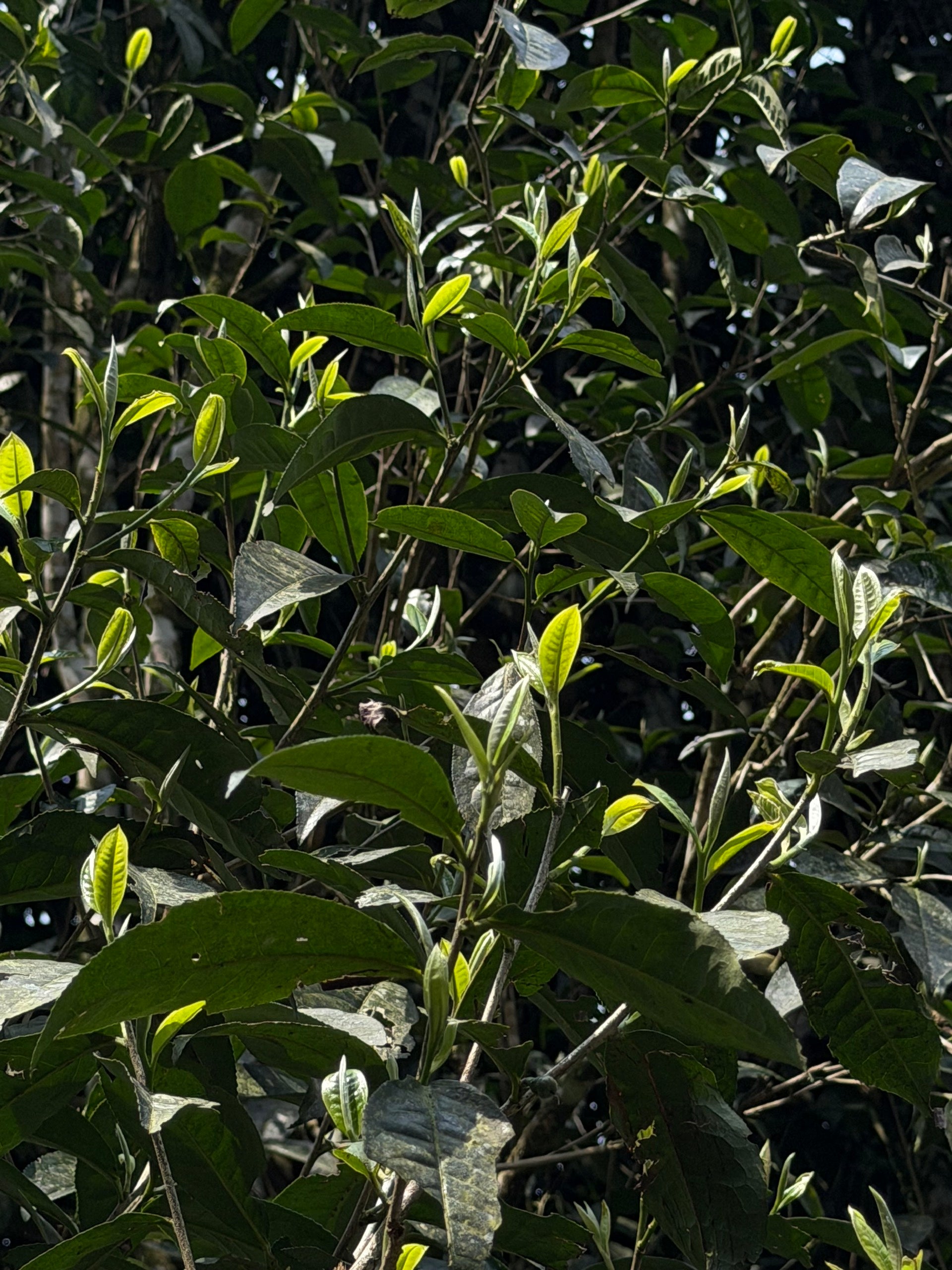 Single Tree Raw Gushu Puerh Y Tý, Spring 2025