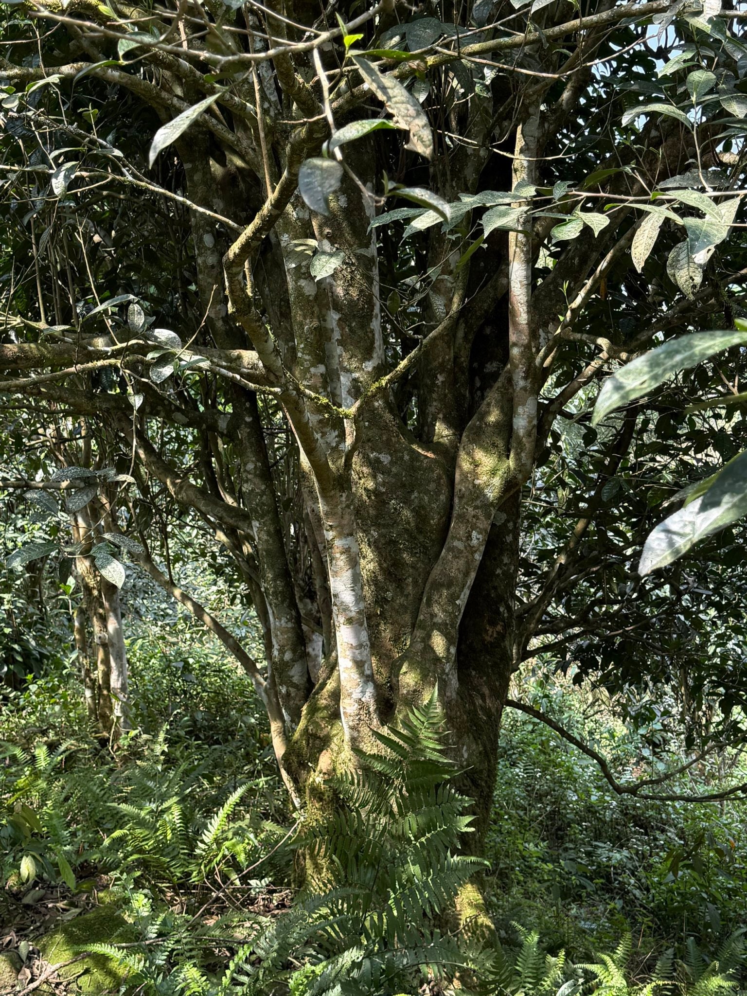 Single Tree Raw Gushu Puerh Y Tý, Spring 2025
