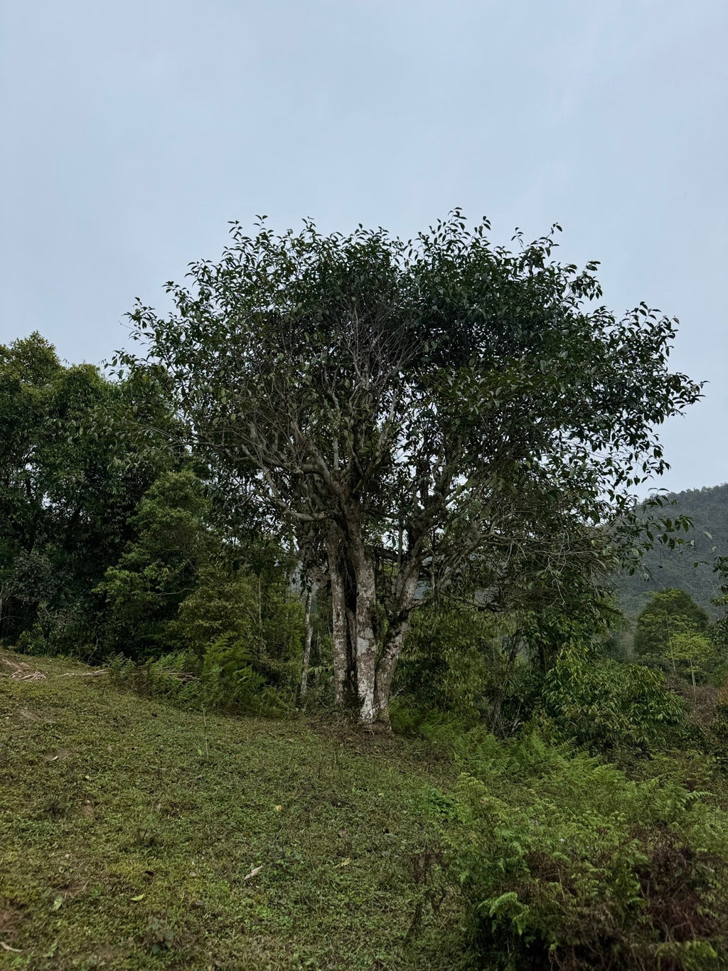 Raw Gushu Puerh Cao Bồ, Spring 2022