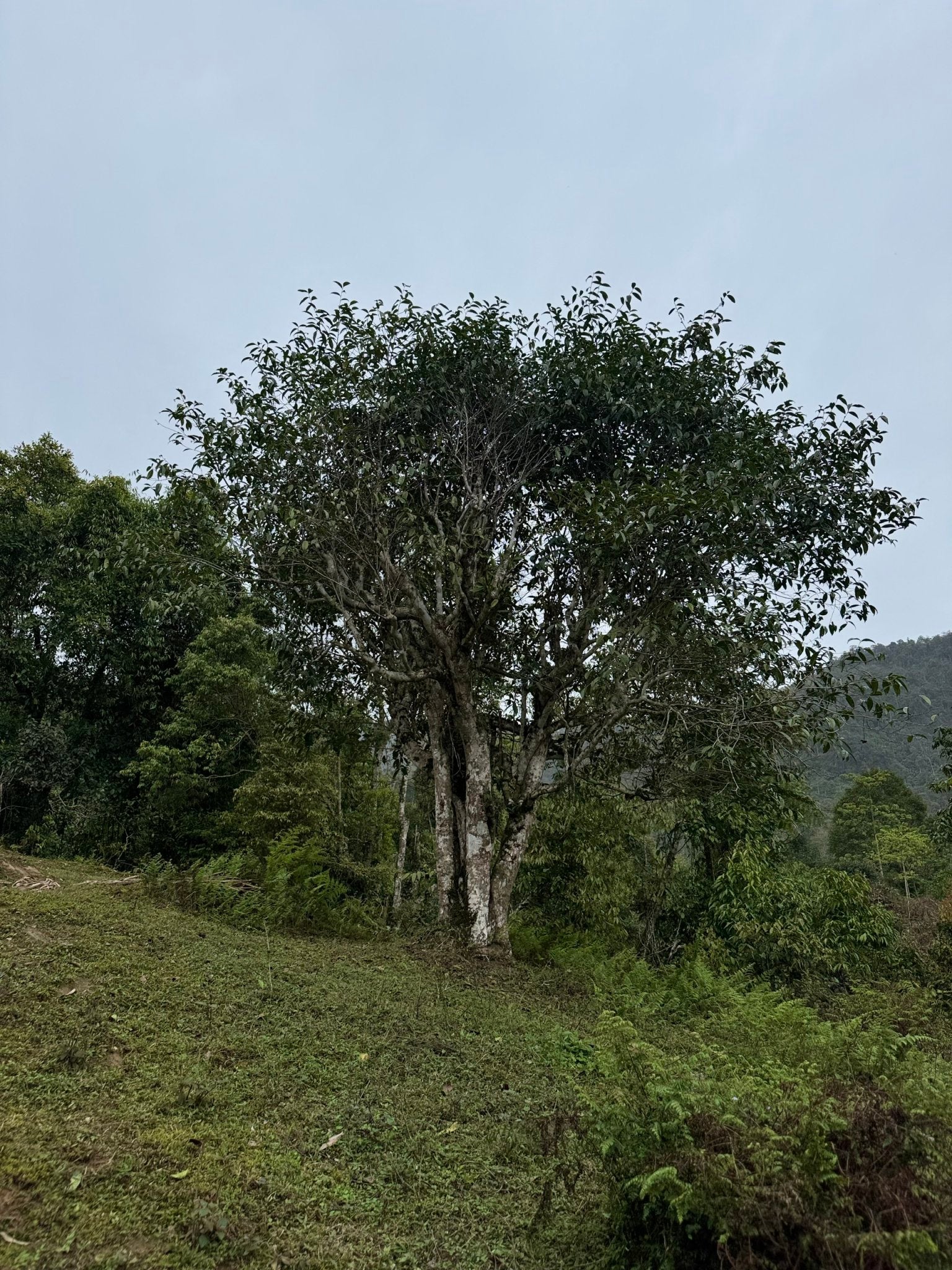 Raw Gushu Puerh Cao Bồ, Spring 2022