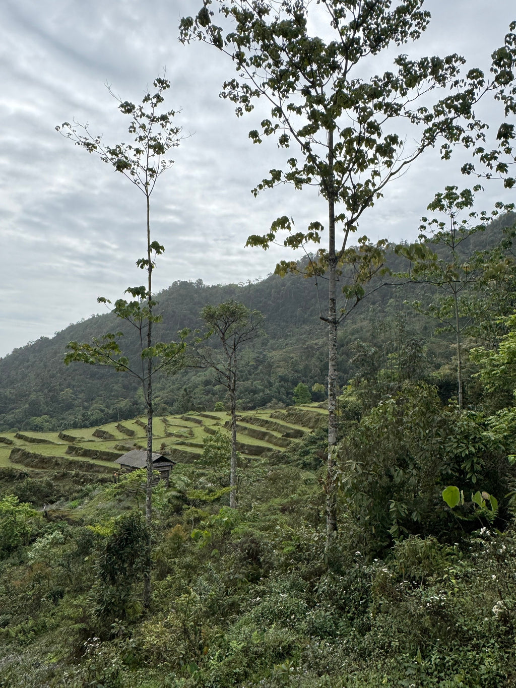 Raw Gushu Puerh Cao Bồ, Spring 2022