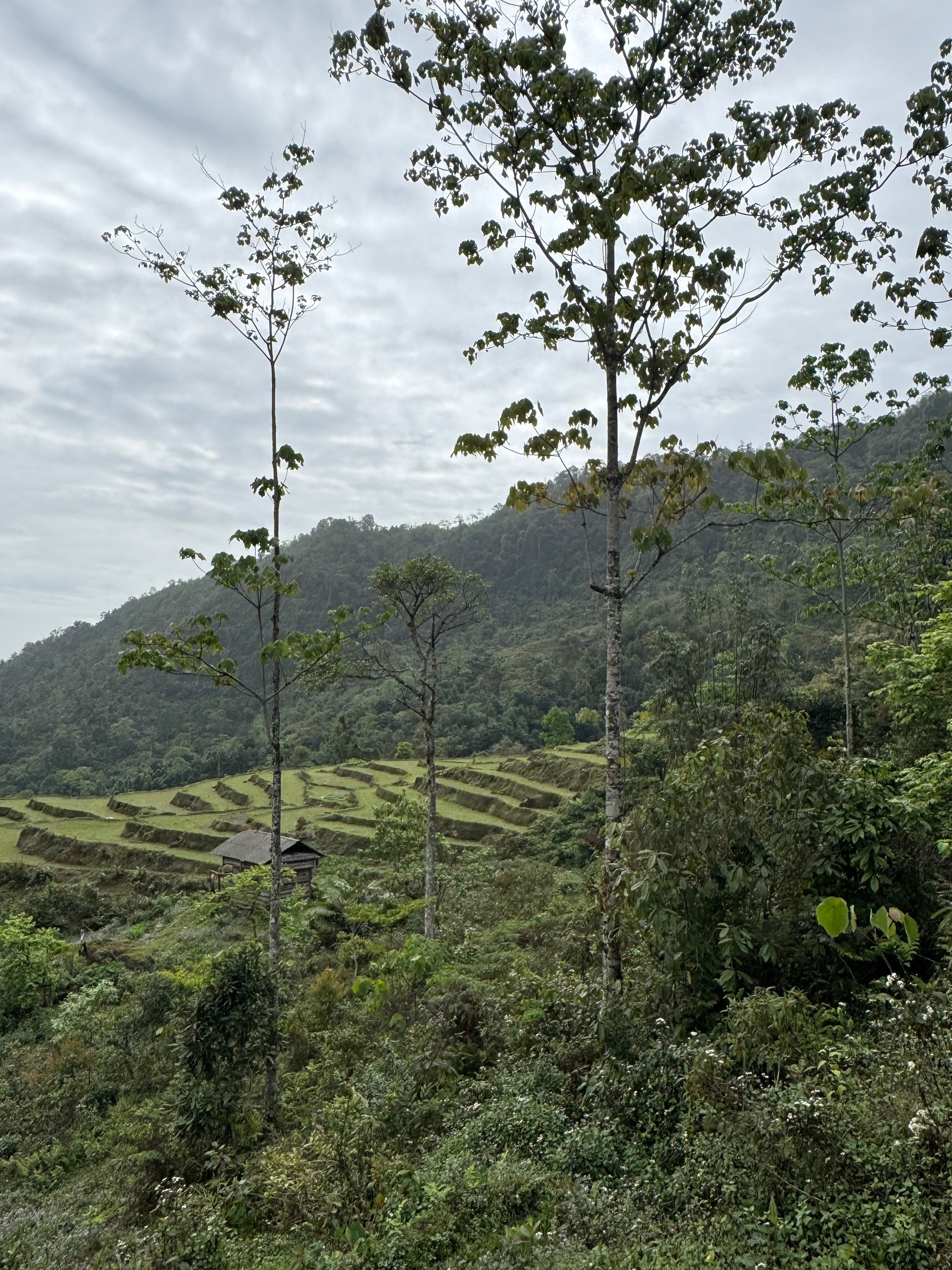 Raw Gushu Puerh Cao Bồ, Spring 2022